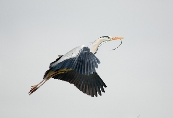 Photograph Jose A Gallego Flight 2 on One Eyeland